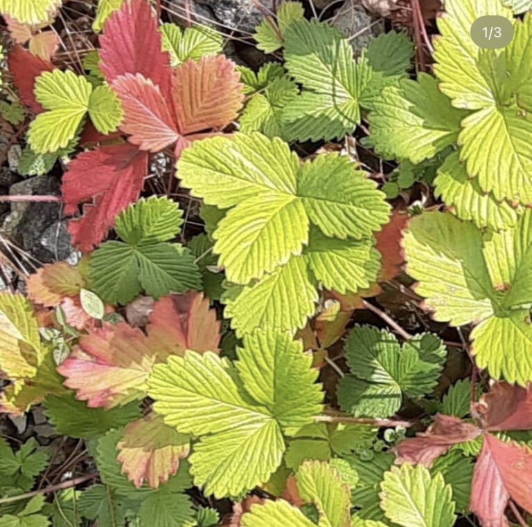 施設の庭に植えられた色彩豊かなイチゴの葉。季節の変化を感じさせる植栽。